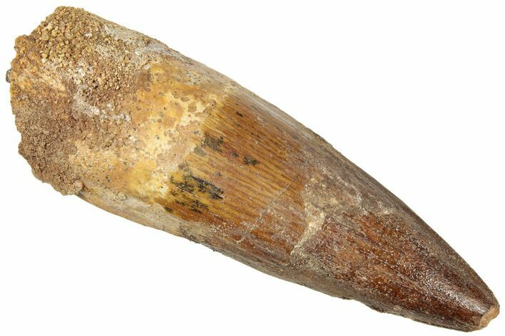 Fossil Spinosaurus Tooth - Real Dinosaur Tooth #312995